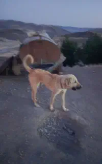سگ‌پژدر