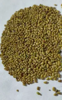 بذریونجه پایه بلند
