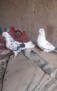اسباب‌بازی کبوتر