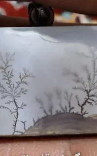 گردنی شجر کلکسیونی