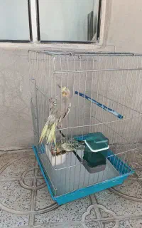 یک جفت عروس هلندی همراه با قفس