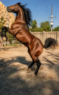 آمورش سوارکاری و نگهداری اسب