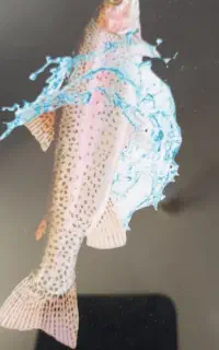 ماهی غزل  درجه یک فقد 280