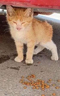 گربه