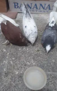 کبوتر