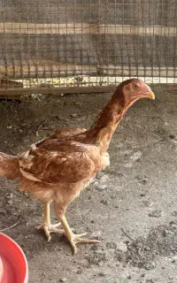 مرغ و خروس لاری