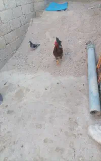 خروس جوان یک ساله