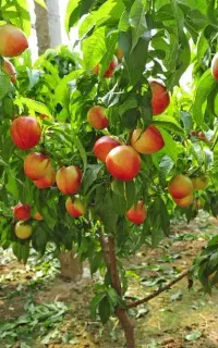 نهالستان فردا نهال