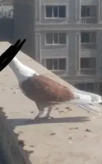 جوجه کبوتر. شازده قرمز