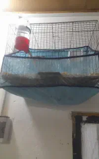 قناری