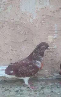 یه‌جفت‌گرگی‌نرماده‌خوب‌وچندعددکپکی‌خوب