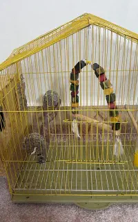 قفس