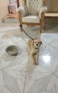سگ پیدا شده