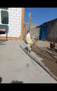 خروس تمیز پاک نژادی