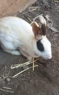 خرگوش دستی خیلی قیمتش مناسبه