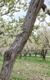 کارگر برای کار در باغ