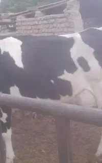 فروش یک راس ماده گاو با گوساله