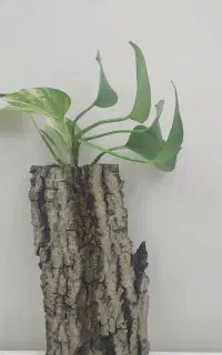 گل پتوس با چوب گردو