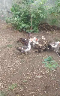 اردک بچه به همراه مادر
