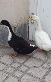 سلام یه جفت اردک نر و ماده سفیده ماده مشکیه نر
