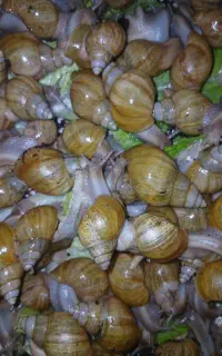 فروش حلزون آچاتینا(آلبینو)