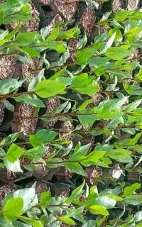 نهال پسته امسالی دونه ای12