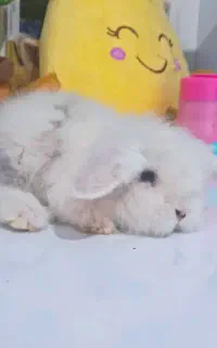 بچه خرگوش لوپ چشم آبی