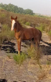 کره نریون اصل عرب7ماهه
