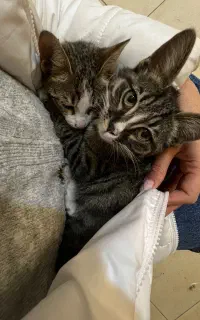 نگهداری از گربه