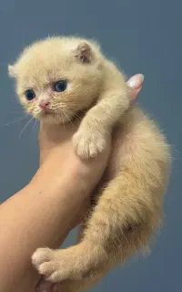 بریتیش شورت‌هیر نر گلدن هانی