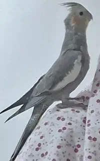 گمشده عروس هلندی