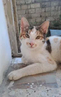 واگذاری گربه