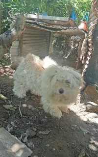 سگ پاکوتاه سفید ماده