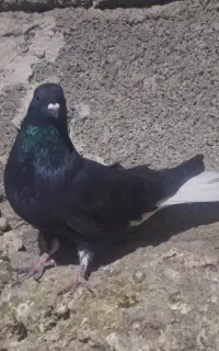 کبوتر زاغ دم سفید نر تهرانی