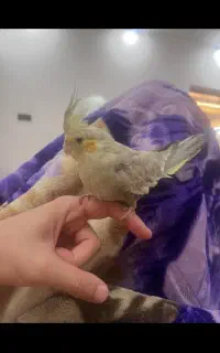 عروس هلندی تو بزرگمهر گم شده