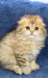 بچه گربه های سلامت و کیوت