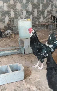 خروس گلین
