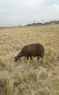میش