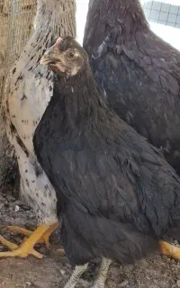 جوجه مرغ محلی