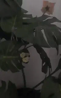 ۶ هزار متر زمین  محصور برای کاشت ترب و سبزیجات