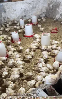 جوجه بوقلمون بیوبی زرین سنگین وزن