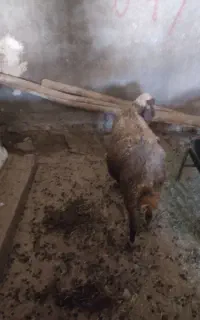 میش سالم