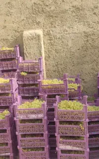 سبد سیر یا انگور