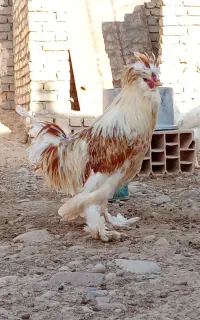 مرغ خروس سلطان فروش فوری