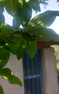 باغبانی آبیاری کوهپایه