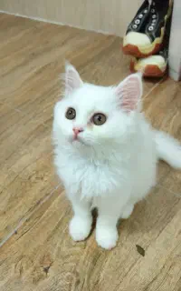 گربه پرشین ماده