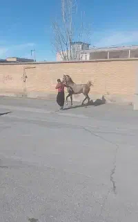 نریان عرب