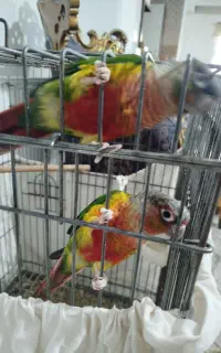 پرنده گرینچیک