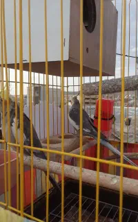 عروس هلندی