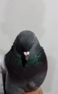 کفتر